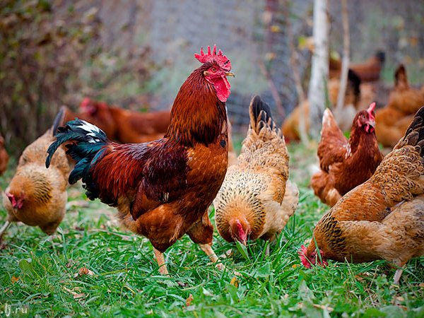 Породы куриц | ЗооТом - продажа, вязка и услуги для животных в Магнитогорске