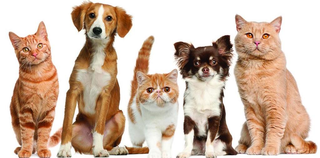 Доска объявлений о животных | ЗооТом - продажа, вязка и услуги для животных в Магнитогорске