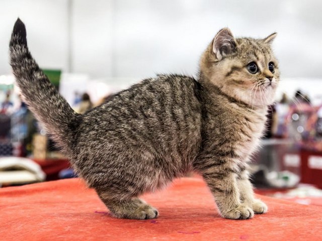 Породы кошек в Магнитогорске | ЗооТом портал о животных