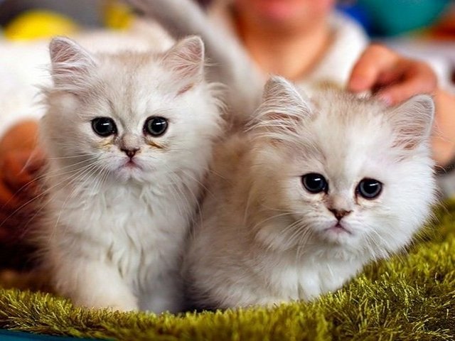 Породы кошек в Магнитогорске | ЗооТом портал о животных