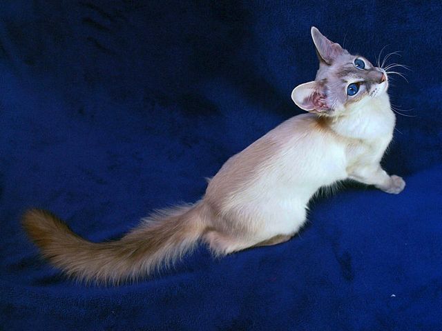 Выведенные породы кошек в Магнитогорске | ЗооТом портал о животных