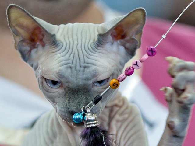 Выставки кошек в Магнитогорске | ЗооТом портал о животных