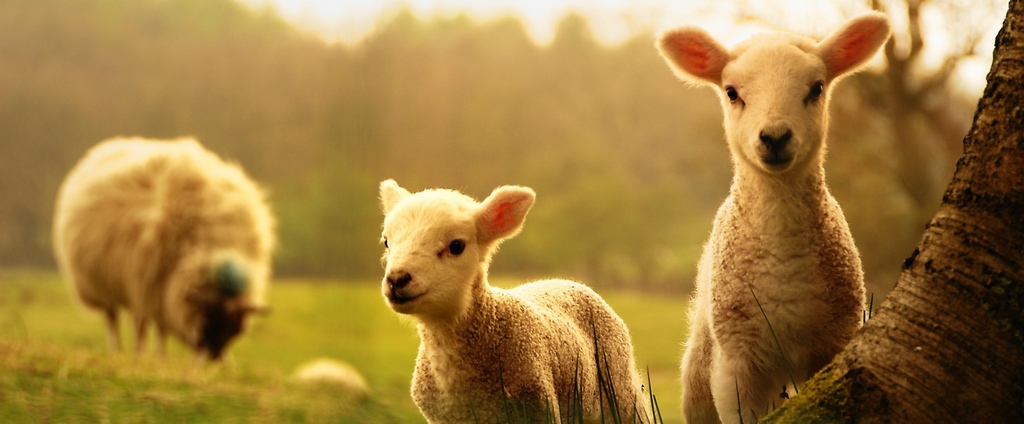Объявления о сельскохозяйственных животных | ЗооТом - продажа, вязка и услуги для животных в Магнитогорске