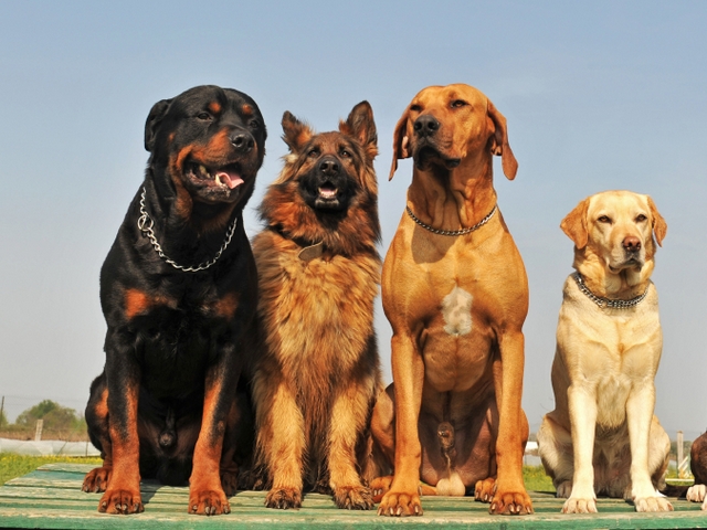 Крупные породы собак в Магнитогорске | ЗооТом портал о животных